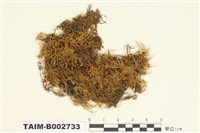 藏品(比賴苔屬)的圖片